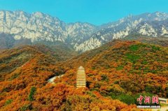 河南登封：嵩山古树披金